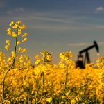 canola flowers with an oil derrick in the background in the distance