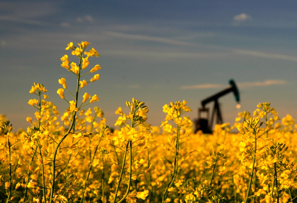 canola flowers with an oil derrick in the background in the distance