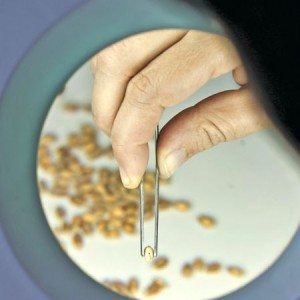 Examining grain seed.