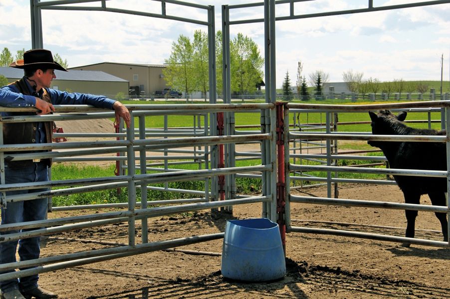 ‘Cow whisperer’ demonstrates lowstress cattle handling at Alberta