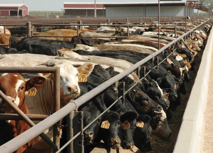 Study examines lameness in feedlot cattle, treatment options
