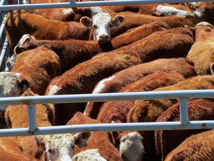 Loblaws jumps on board the sustainable beef initiative