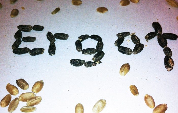 Ergot Stock Photos Ergot Stock Photos