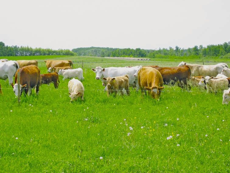 Your best and cheapest pasture input