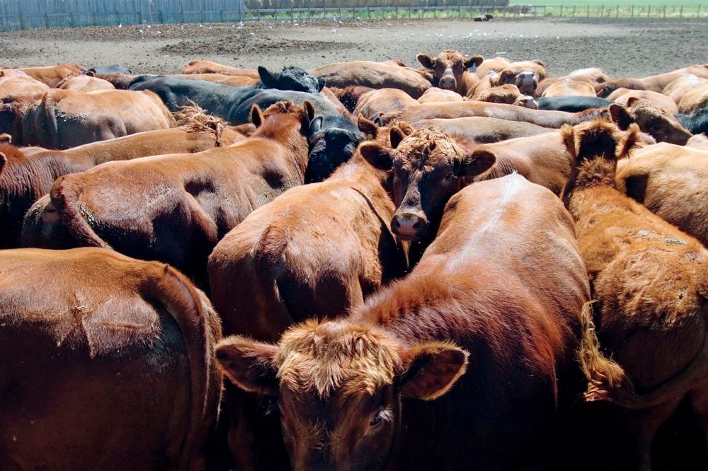 Genomics is the key for the purebred cattle industry