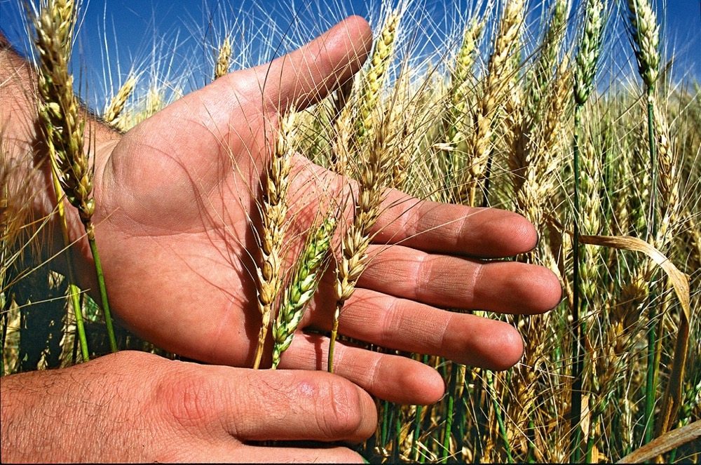 Keep watch for fusarium graminearum in cereal crops