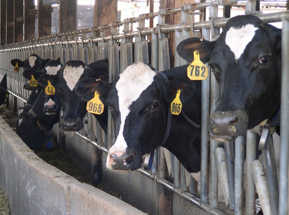 Beef, dairy cattle producers wanted for study on animal welfare