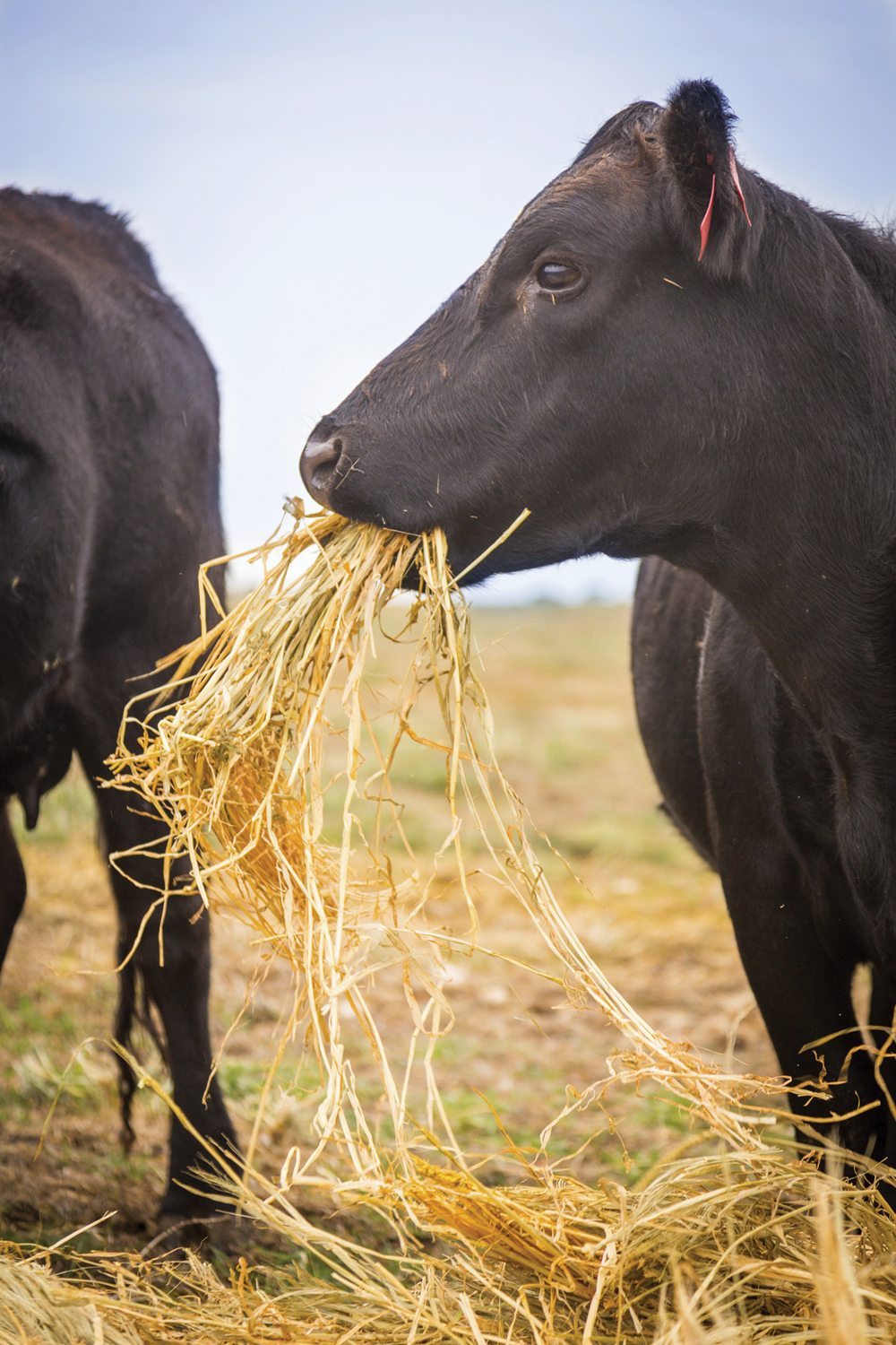 Can pea straw be a suitable alternative feed for cattle?