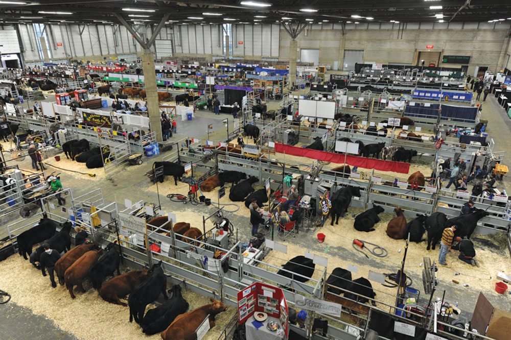 Farmfair International showcases Canadian cattle to the world Alberta Farmer Express