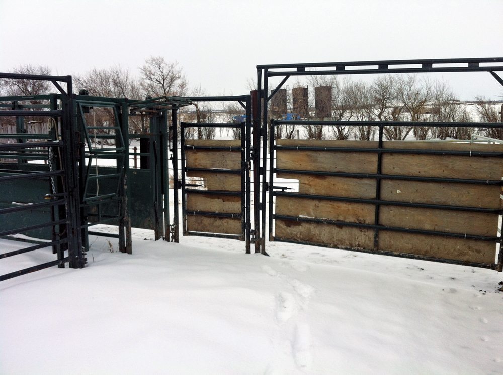 When cattle reach the end of the box and turn around, the gate is closed but there is an exit through the chute right next to the man gate.