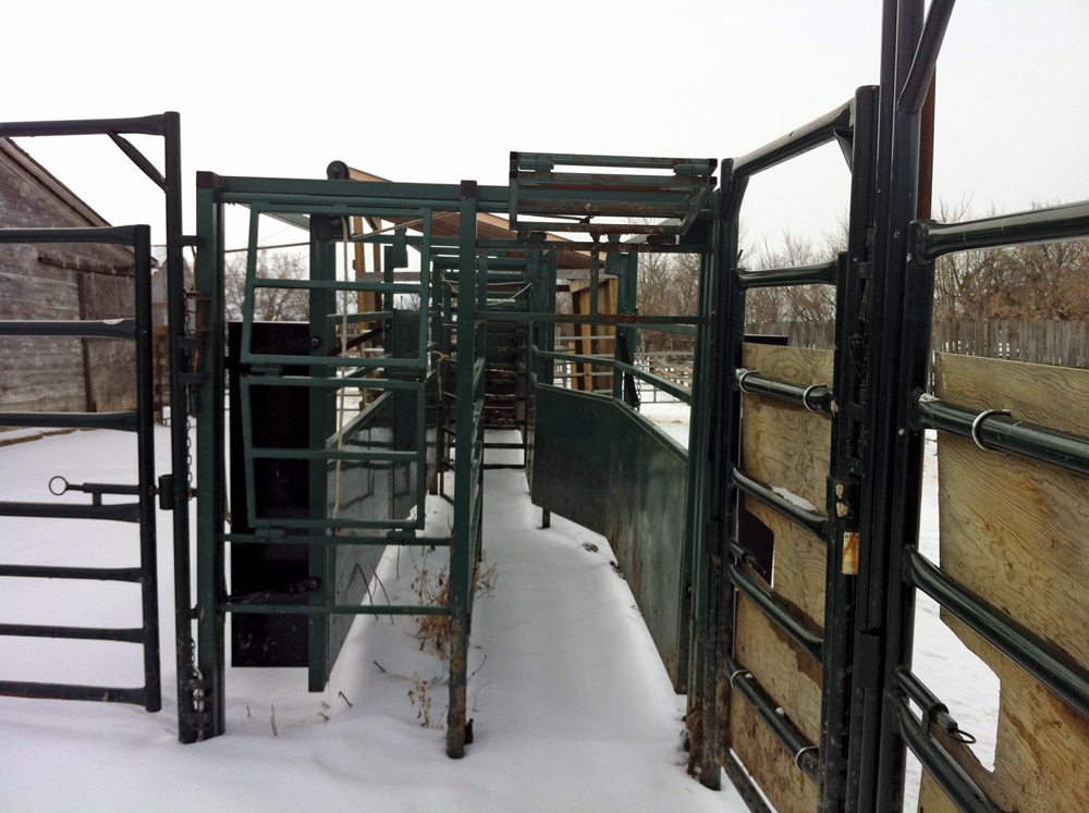 With both the big and man gates closed, the cattle head up the chute.