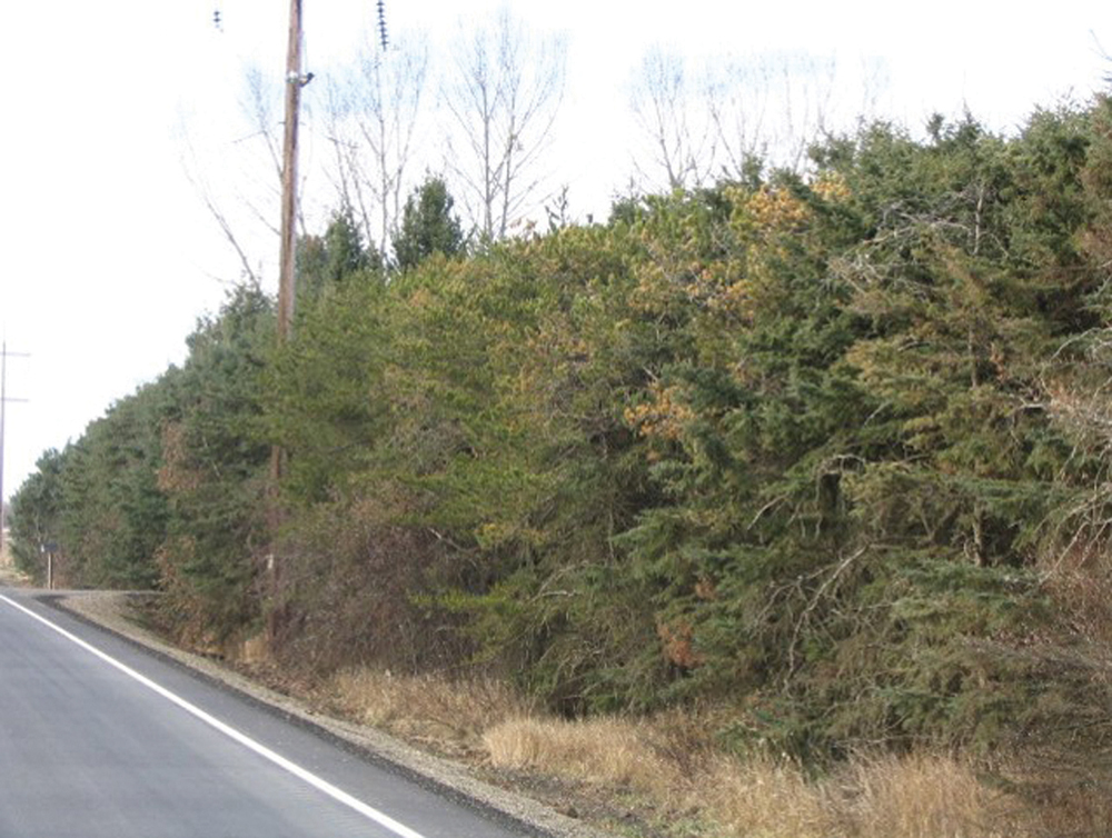 Want to plant a shelterbelt? Here are some tips Alberta Farmer Express