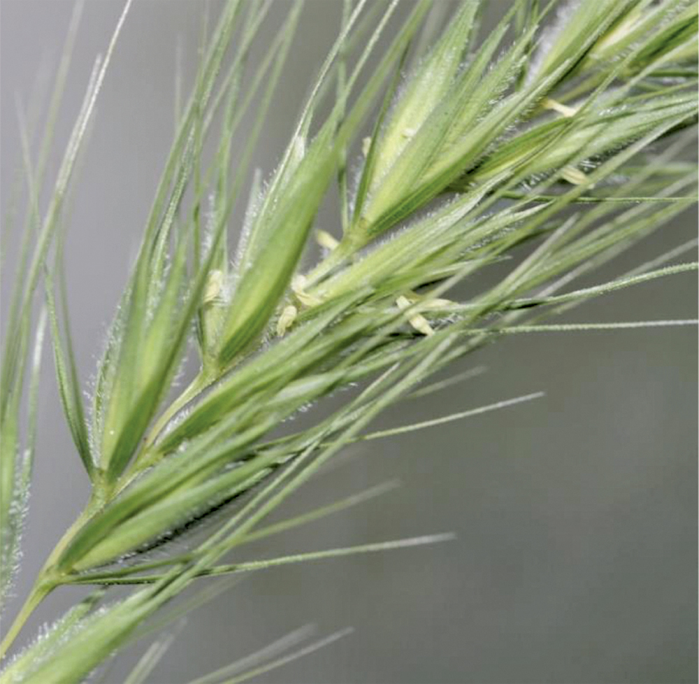 Hairy wild rye.