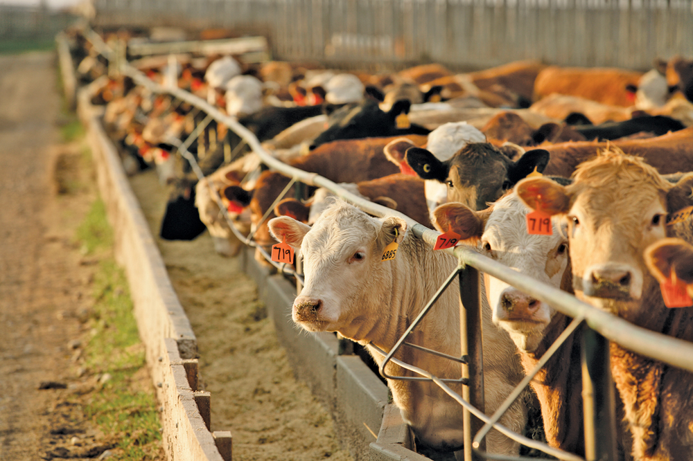 Cattle feeders, producers unswayed in checkoff stalemate