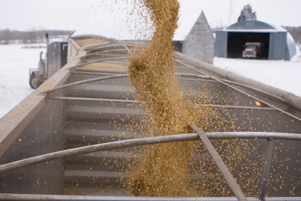 Options trading grain