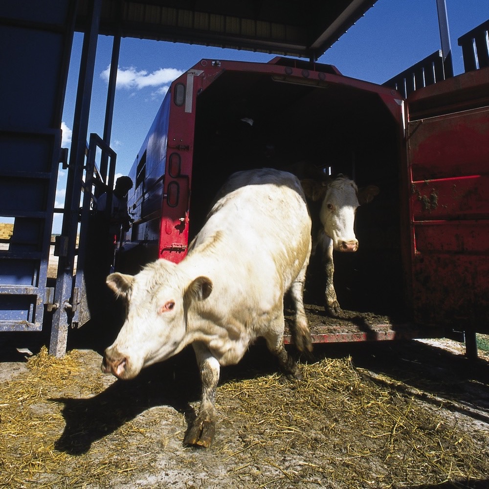 Age certification for cattle no longer required Alberta Farmer Express