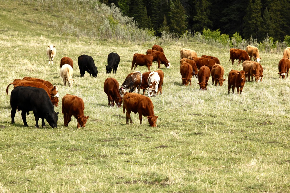 Fact sheet updated to help calculate cattle stocking rates