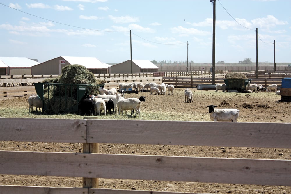 Merger a game changer for the Canadian lamb sector Alberta Farmer Express