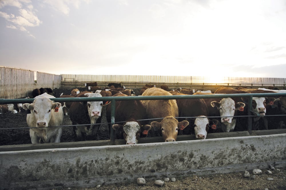 Lightweight barley works well in cattle feeding program Alberta