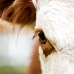 Close-up view of a brown and white Hereford cow's eye. Only part of the cow's head and ear are visible in this image.