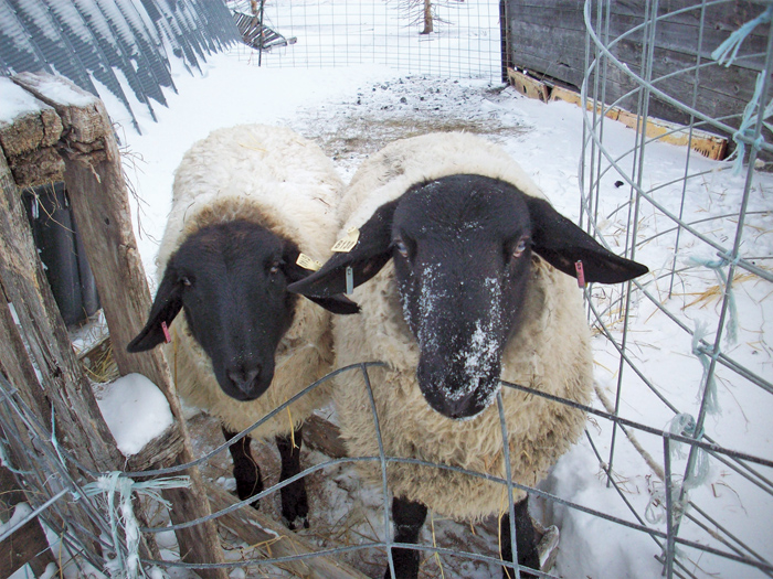 The fine balance of managing copper in livestock