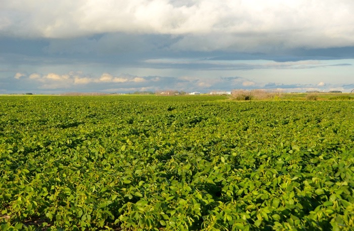 Weed management in soybeans - Grainews