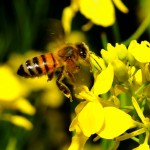 honeybee on a canola flower