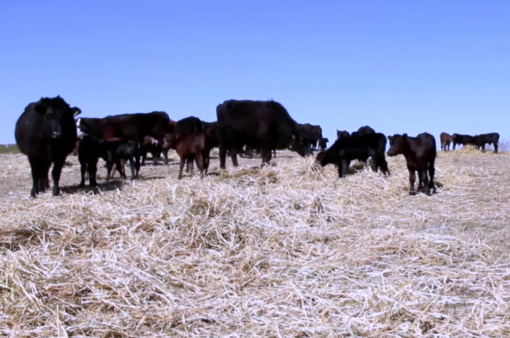 Keeping cattle healthy on pasture Grainews