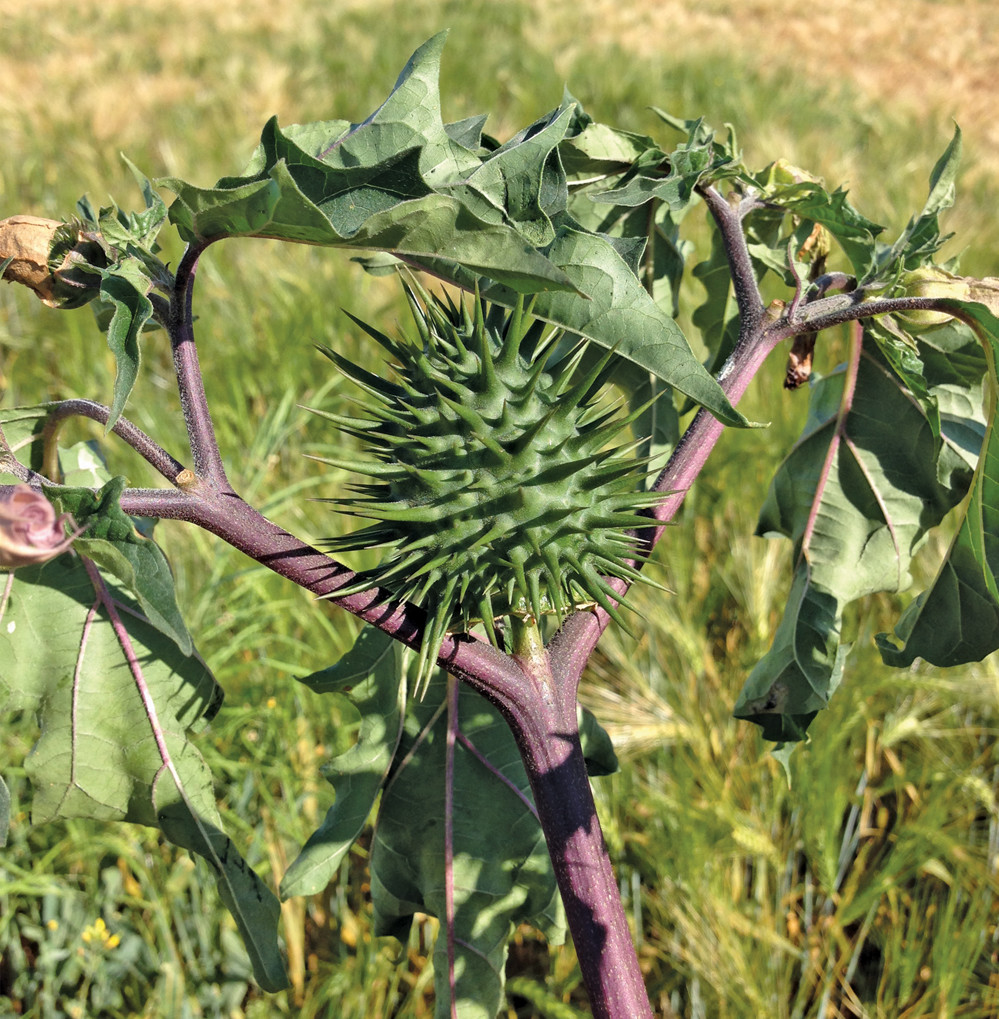 Once the jimsonweed seed is mature, the seed capsule explodes, expelling 600 to 700 seeds per capsule.