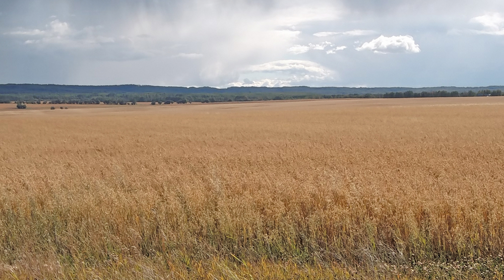 New oat varieties on the horizon Grainews