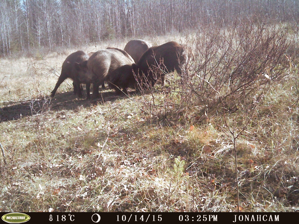 Wild boar phd thesis