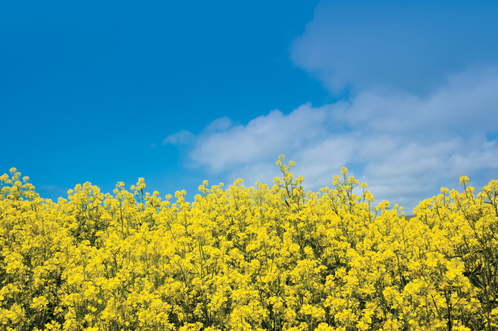 Managing fertilizer in mustard crops