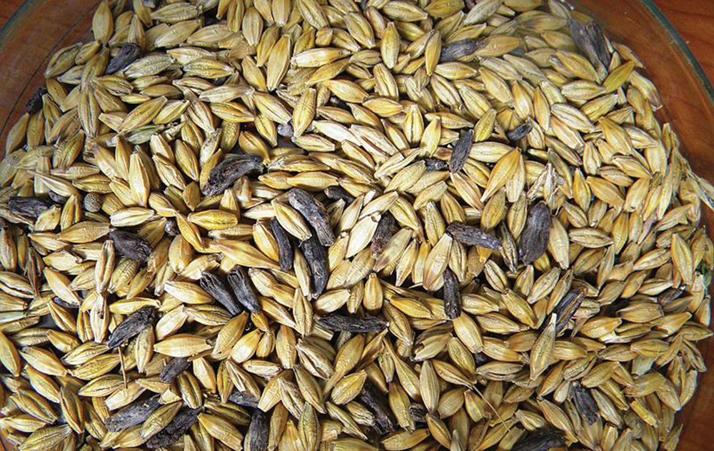 Ergot Stock Photos Ergot Stock Photos