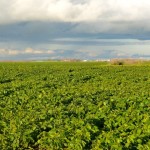 soybean field