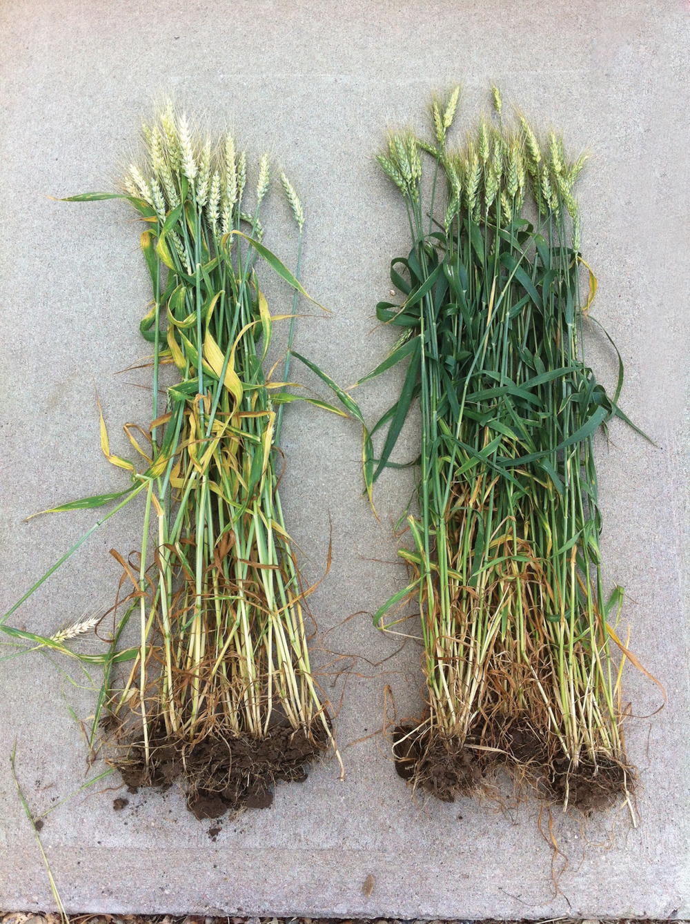 This Chiffon Soft wheat wheat was grown in trials on the Stamp farm. The bunch on the right was treated with a plant growth regulator and a fungicide; the bunch on the left was untreated.