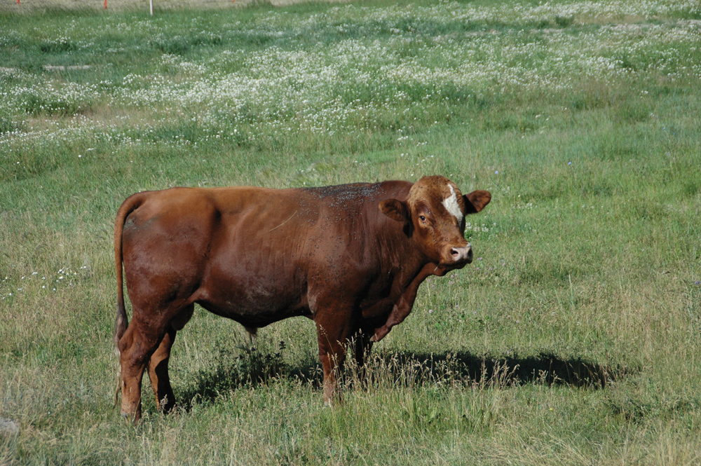 Preparing bulls for breeding begins before turnout