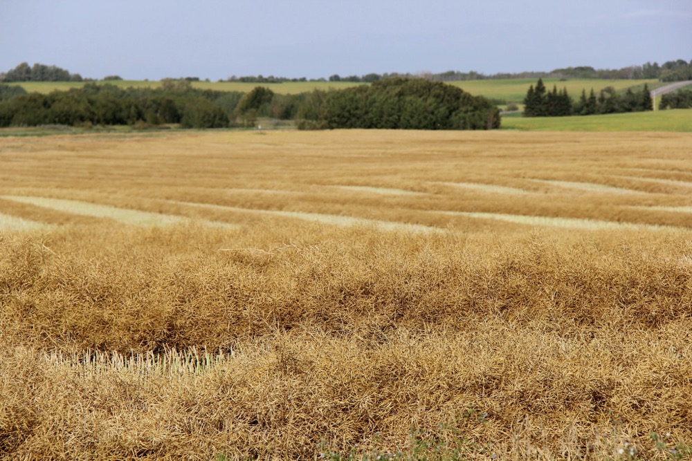 Saskatchewan farmers prepare to reap a monster crop Grainews