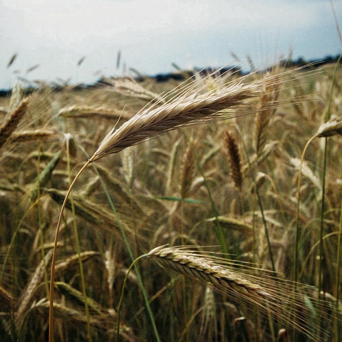 How to reduce your risk when growing malt barley