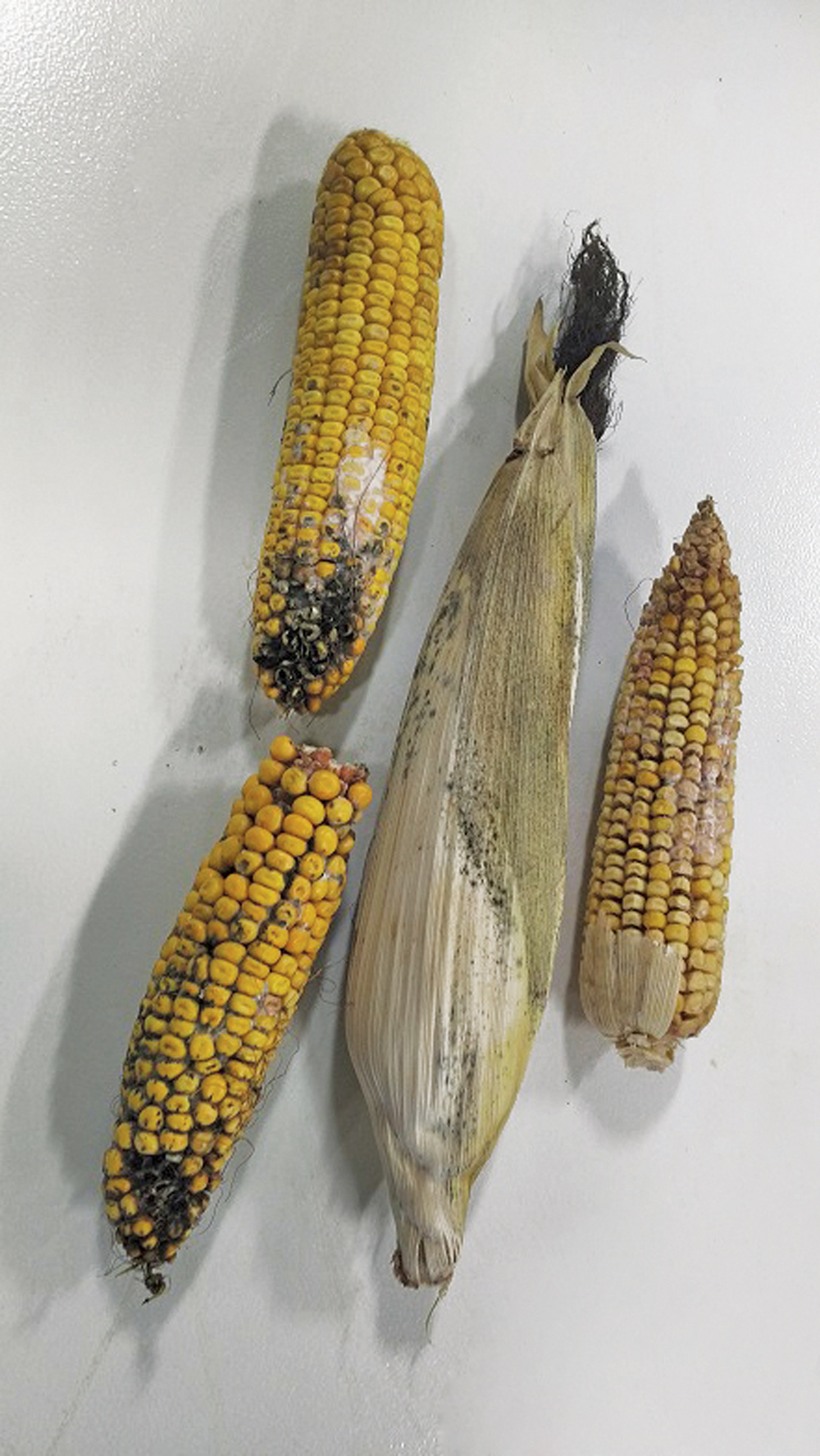 Poor corn residue can present a need for supplement in cattle