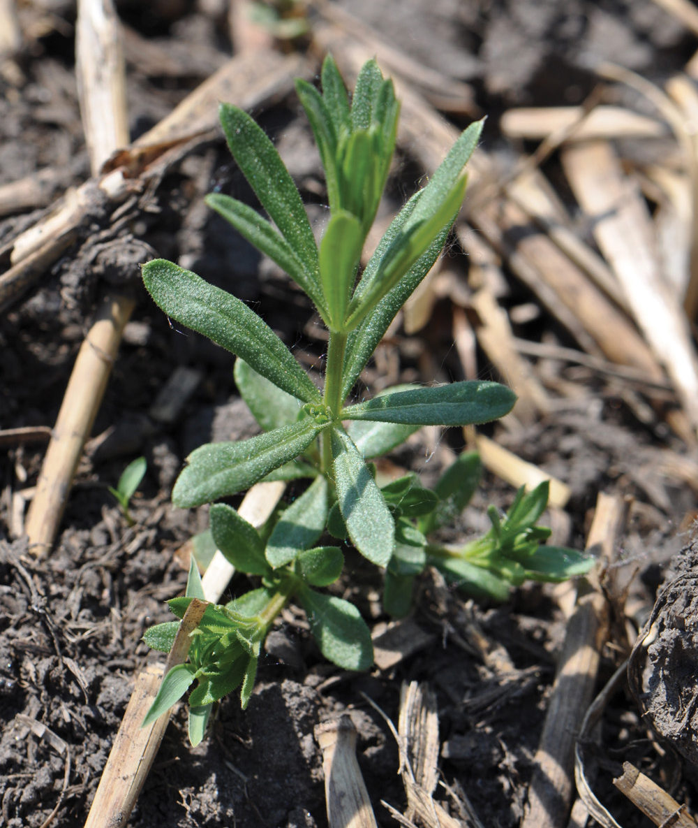 Controlling cleavers without quinclorac Grainews