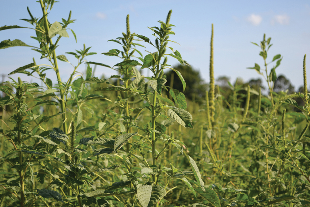 Palmer amaranth continues to spread north Grainews