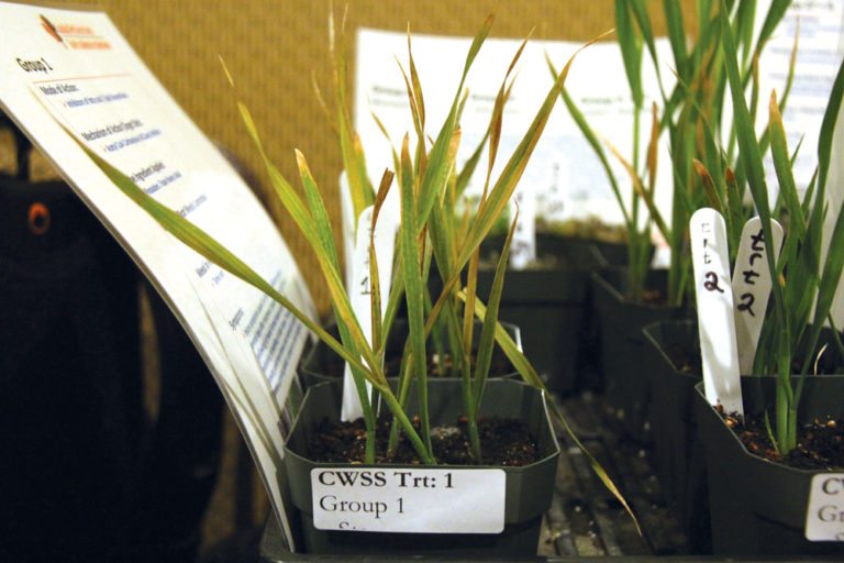 How Group 1 herbicides work and how to manage weed resistance