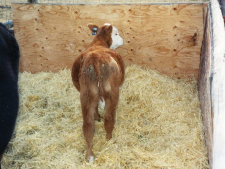 Treating colicky bloat in calves Grainews