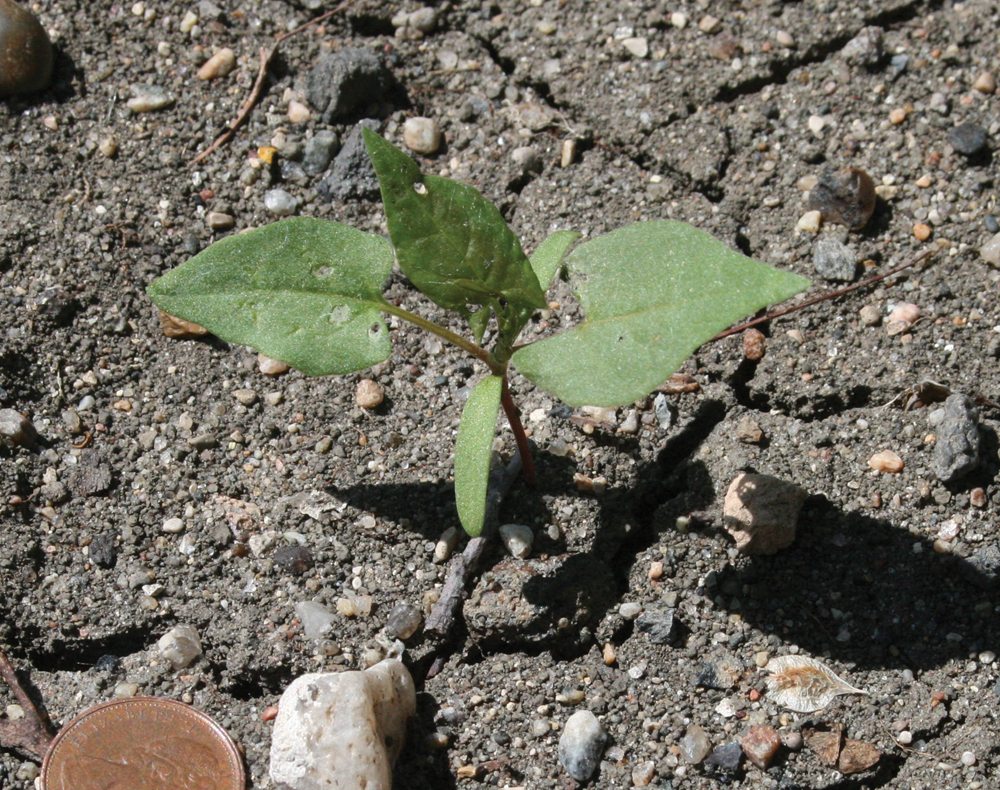 wild buckwheat a weed to watch grainews wild buck wheat