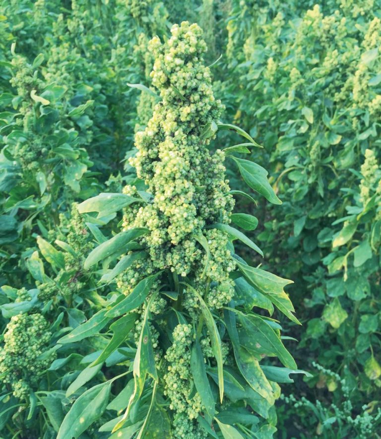 Quinoa a profitable rotation crop Grainews
