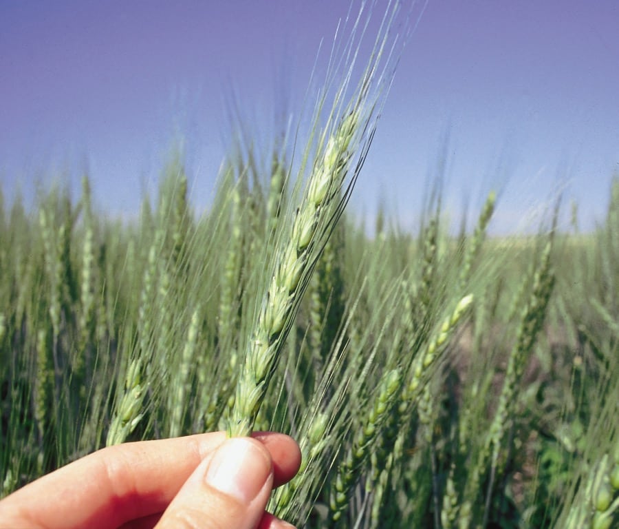 Planting a cereal crop can help set up your next pulse crop for success