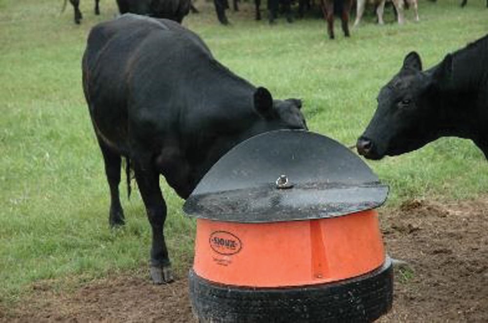 Dry pastures lacking in minerals and vitamins for cattle