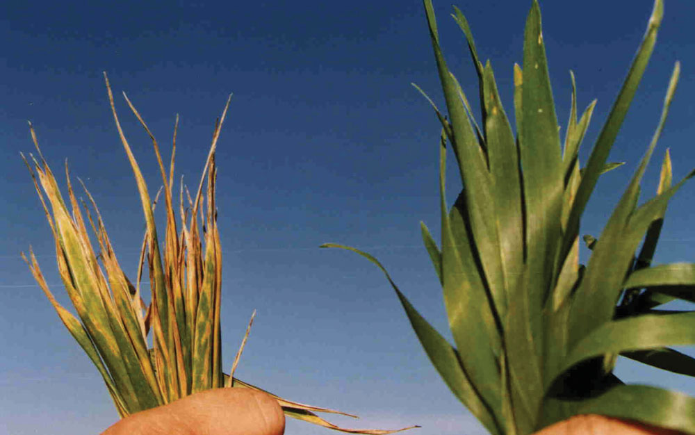 Copper deficiencies can reduce wheat yields Grainews