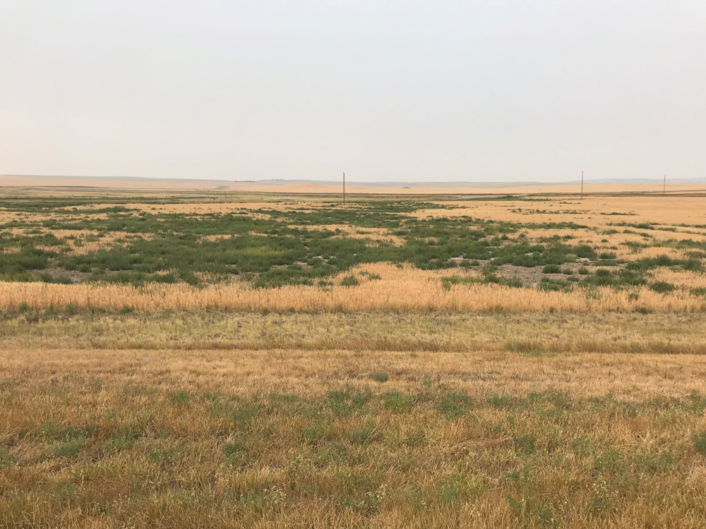kochia