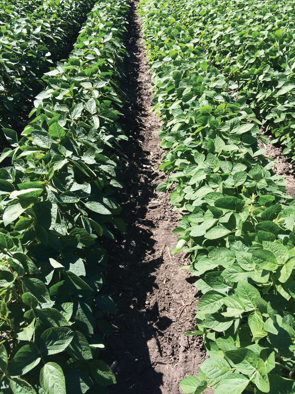 Seedplaced fertilizer blends for soybeans Grainews